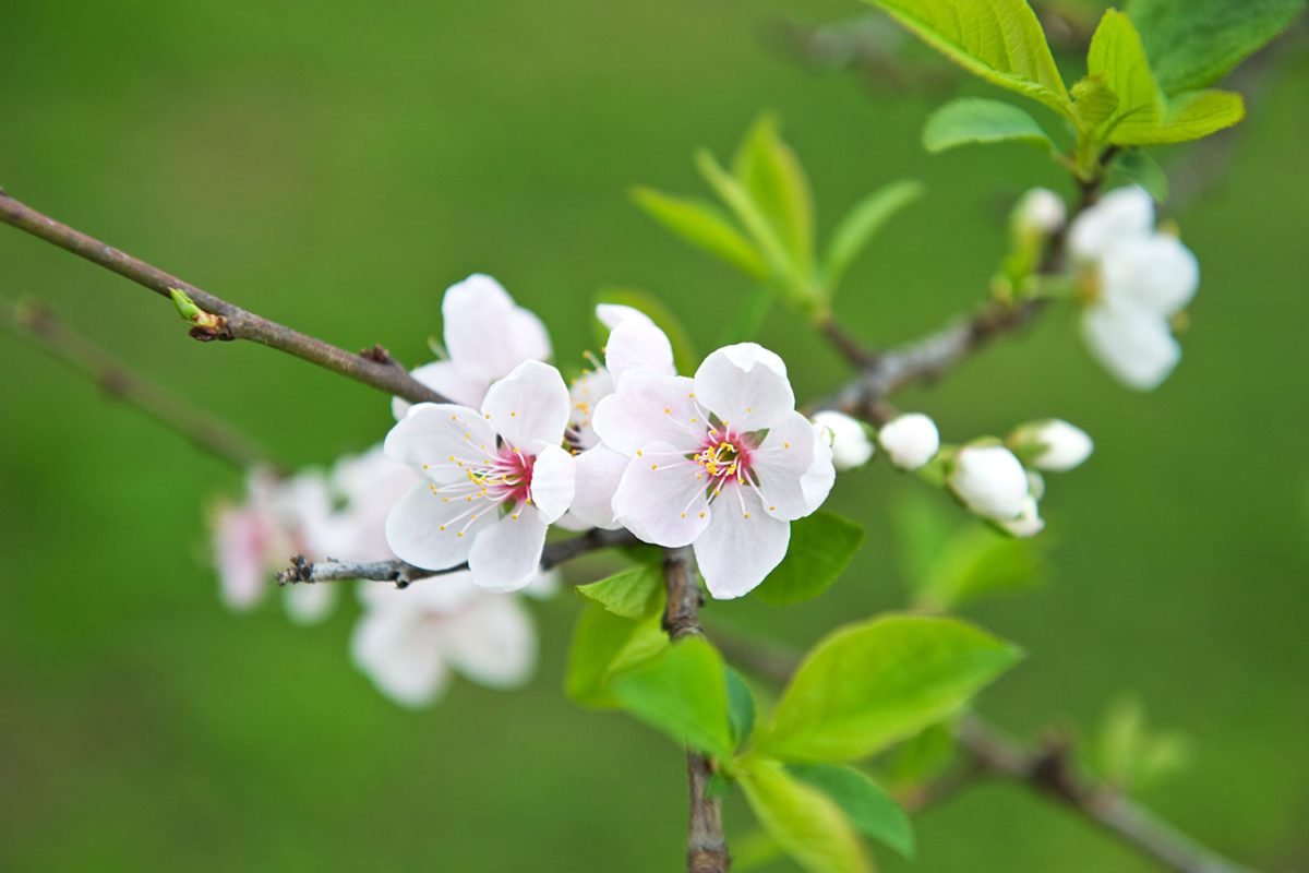 White Apple Flowers on Green