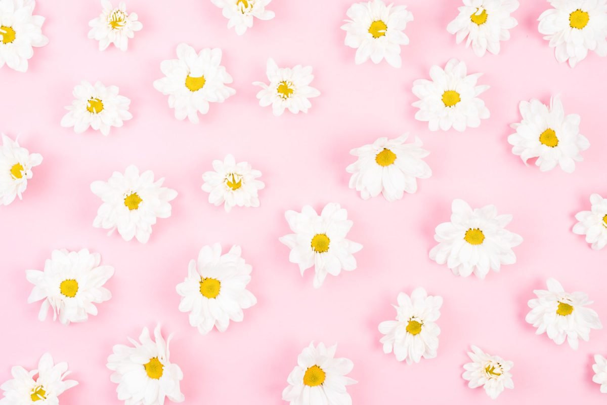 White Flower On Pink – Print A Wallpaper