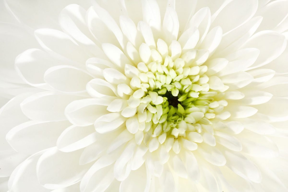 White Petals