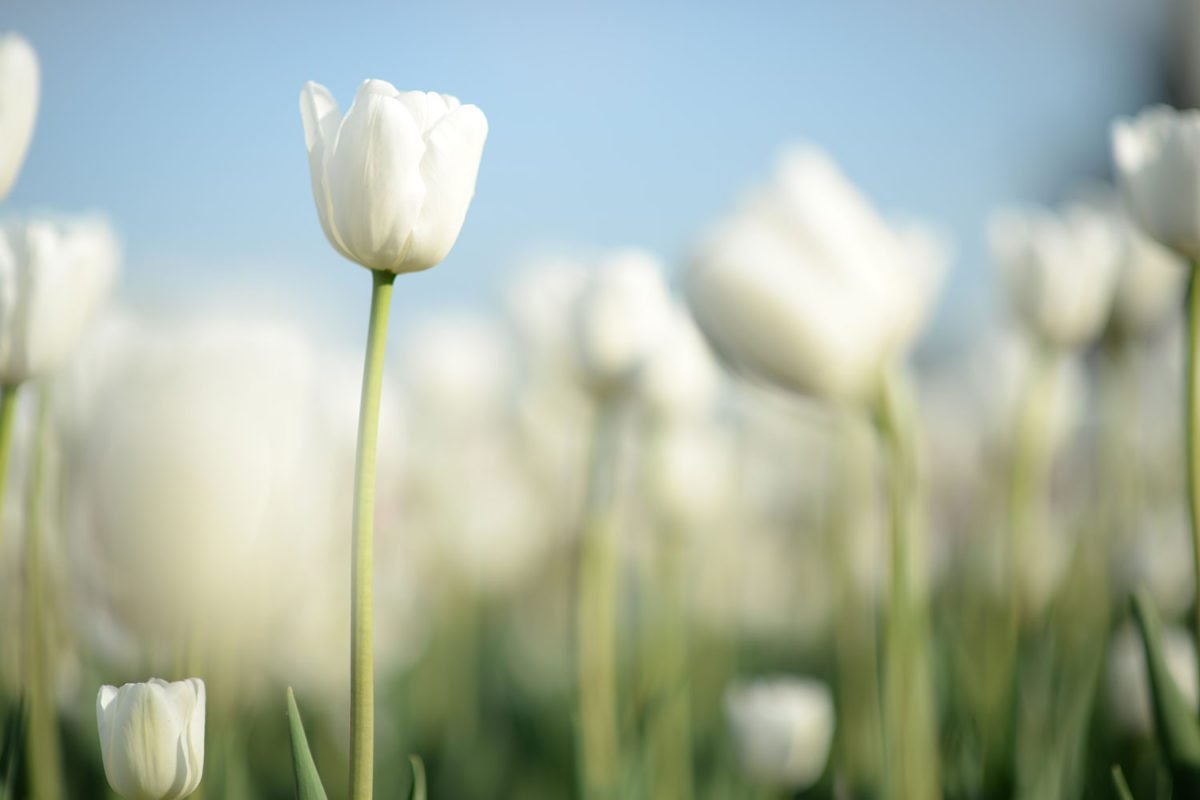 White Tulip Garden