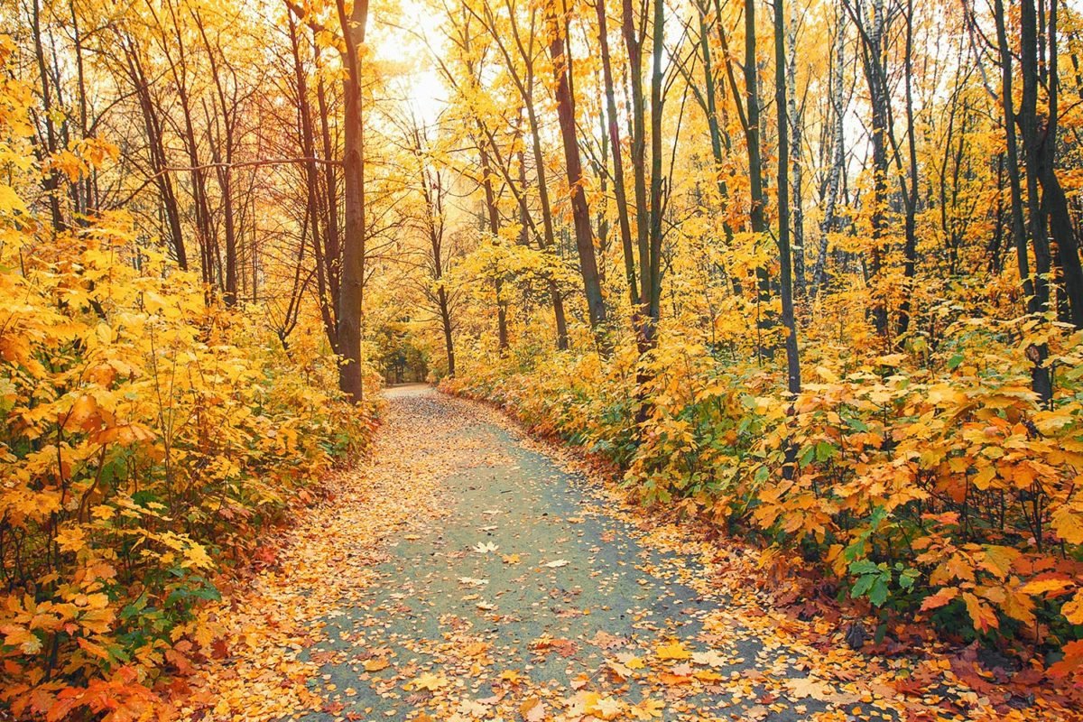 Wood Path