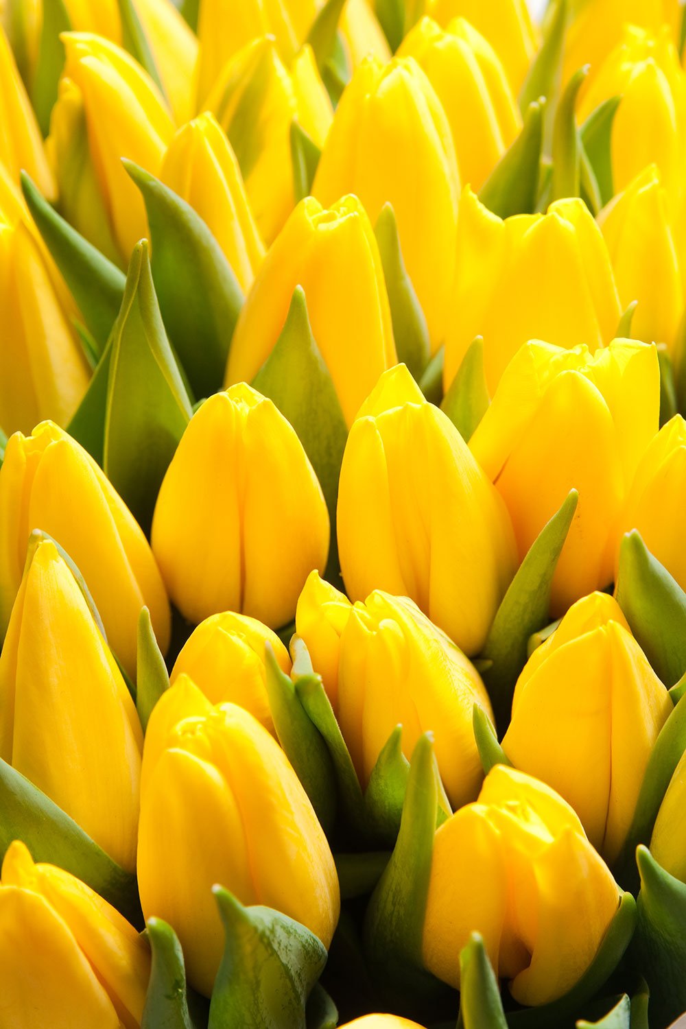 yellow tulip wallpaper