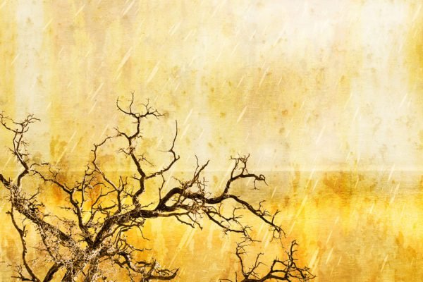 Yellow Grunge Tree