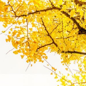 Yellow Tree Branches
