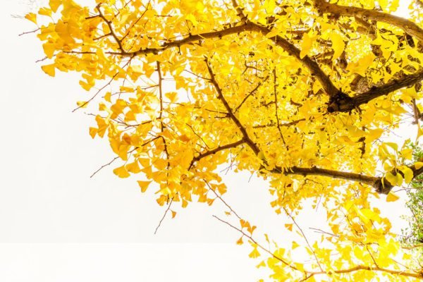 Yellow Tree Branches